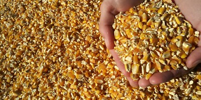 Кукурудза волога 14%, 1479 т