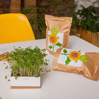 Насіння соняшнику Limagrain