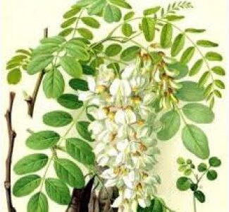 Настойка акации белой, Дніпропетровська обл.