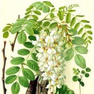 Настойка акации белой, Дніпропетровська обл.