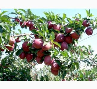 Саджанці яблуня груша персик абрикос черешня вишня смородина фундук малина, Івано-Франківська обл.