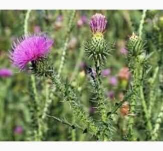 Сок татарника колючего, 110мл/120грн, Дніпропетровська обл.