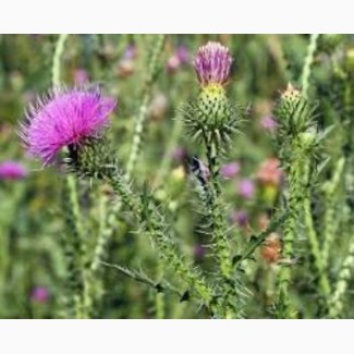 Сок татарника колючего, 110мл/120грн, Дніпропетровська обл.