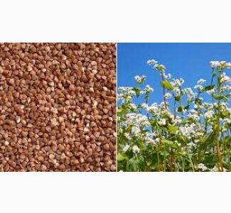 Куплю гречку західні обл, Тернопільська обл.