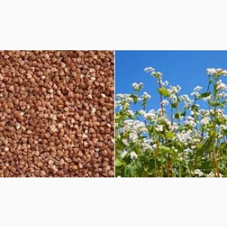 Куплю гречку західні обл, Тернопільська обл.