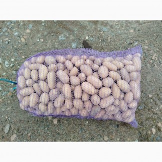 ФГ продає насінневу картоплю сортів Королева Анна та Гранада від виробника, Чернігівська обл.