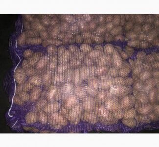 Продам Посадкову картоплю! О Н О В Л Е Н О, Київська обл.