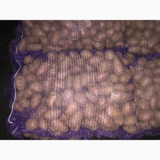 Продам Посадкову картоплю! О Н О В Л Е Н О, Київська обл.