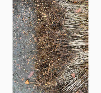 Продам підщепу ВСЛ 2 починаємо відправки осінь 2025, Кіровоградська обл.