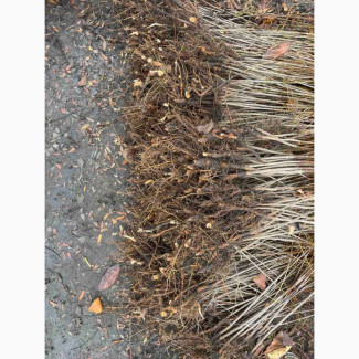 Продам підщепу ВСЛ 2 починаємо відправки осінь 2025, Кіровоградська обл.