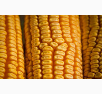 Продам Бразильскую кукурузу от поставщика с 25 000 т. Тонн, Волинська обл.