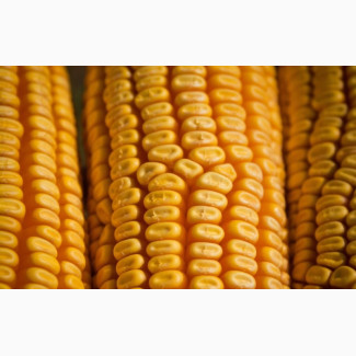 Продам Бразильскую кукурузу от поставщика с 25 000 т. Тонн, Волинська обл.
