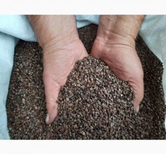 Продам Семена Гречки, Волинська обл.