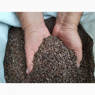 Продам Семена Гречки, Волинська обл.