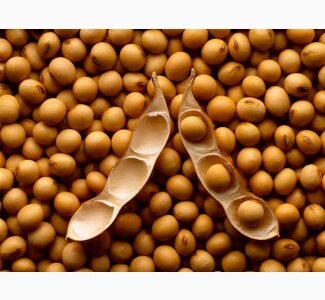 КУПЛЮ сою оптом постійно ГМО та не ГМО. Самовивіз. Дзвоніть, Волинська обл.