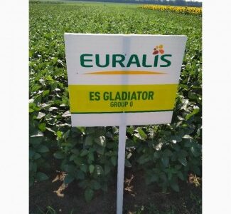 Насіння сої. соя ультра, максус, Полтавська обл.