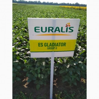 Насіння сої. соя ультра, максус, Полтавська обл.