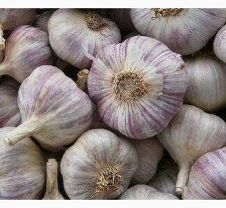 Чеснок сорт Любаша, Полтавська обл.