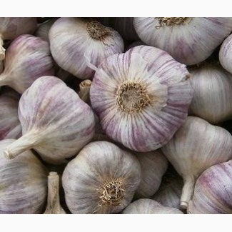 Чеснок сорт Любаша, Полтавська обл.