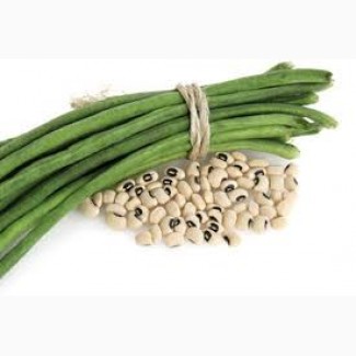 Китайская спаржевая фасоль вигна, Дніпропетровська обл.