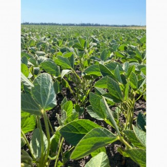 Соя Канзас 90днів під раундап, Полтавська обл.