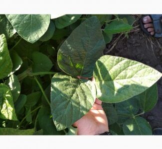 Соя Хайстар Histar RR США 105днів, Полтавська обл.