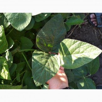 Соя Хайстар Histar RR США 105днів, Полтавська обл.