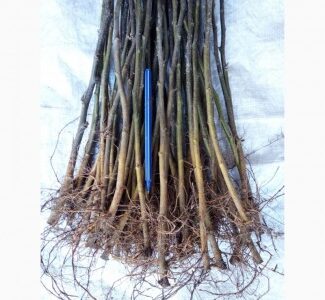 Підщепа для груші айва ВА-29, Київська обл.