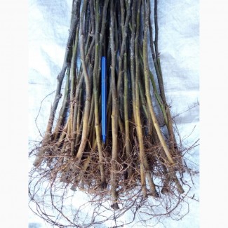 Підщепа для груші айва ВА-29, Київська обл.