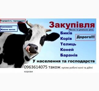 Закупівля врх та коней бичків корів телят також купляємо ходобу на тримання, Житомирська обл.