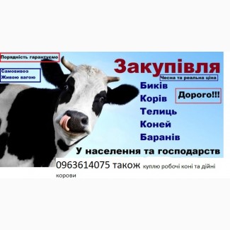 Закупівля врх та коней бичків корів телят також купляємо ходобу на тримання, Житомирська обл.