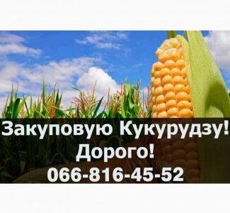 Куплю Кукурудзу!Дорого, Полтавська обл.