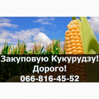 Куплю Кукурудзу!Дорого, Полтавська обл.