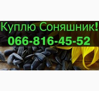 Закуповую СОНЯШНИК у будь яких обємах, Полтавська обл.