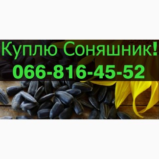 Закуповую СОНЯШНИК у будь яких обємах, Полтавська обл.