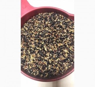 Насіння Суданка, Полтавська обл.