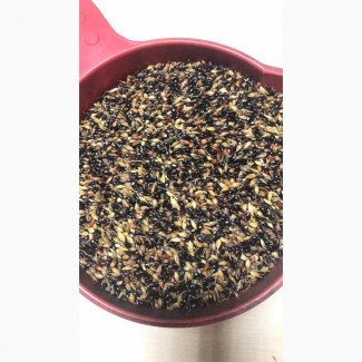 Насіння Суданка, Полтавська обл.