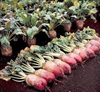 Насіння кормового буряка, Полтавська обл.