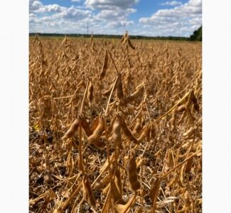 Соя Хайстар 2рр під раундап, Полтавська обл.