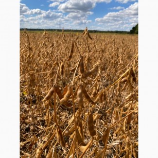 Соя Хайстар 2рр під раундап, Полтавська обл.