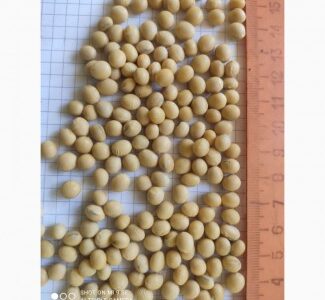 Продам посевной материал сои сорт P03T68R2 (продам), Полтавська обл.