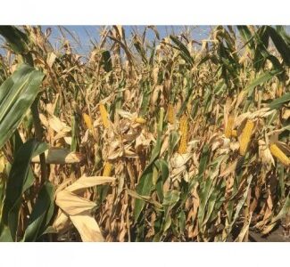 Кукуруза Хотин фао 280 (продам), Полтавська обл.
