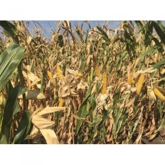 Кукуруза Хотин фао 280 (продам), Полтавська обл.