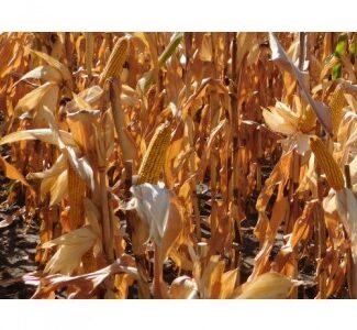 Украинский посевной гибрид кукурузы Оржица-267 (продам), Харківська обл.