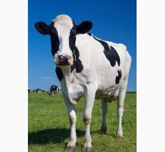 Буфер преміум (кормовий ), Київська обл.