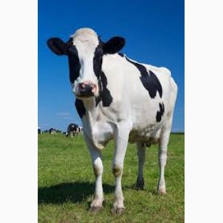 Буфер преміум (кормовий ), Київська обл.