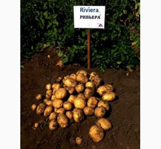 Продам насіння картоплі Рів'єра. Друга репродукція. Доставка по Україні, Вінницька обл.