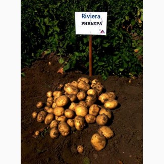 Продам насіння картоплі Рів'єра. Друга репродукція. Доставка по Україні, Вінницька обл.