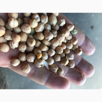 Нут Заховит, Полтавська обл.