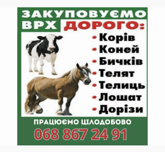 Закупівля врх та коней, Житомирська обл.